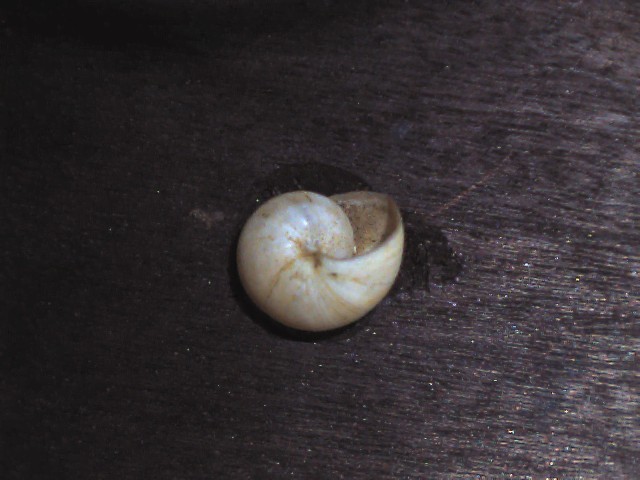 Theba pisania  ?